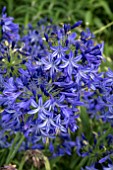 AGAPANTHUS NORTHERN STAR