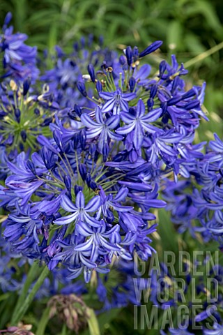 AGAPANTHUS_NORTHERN_STAR