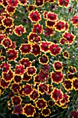 COREOPSIS CHORASAN YELLOW BICOLOR