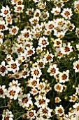 COREOPSIS SNOWBERRY