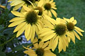 ECHINACEA LEILANI