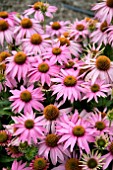 ECHINACEA MISTRAL