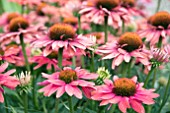 ECHINACEA PAPALLO CORAL ORANGE