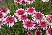 ECHINACEA PAPALLO SEMI DOUBLE PINK