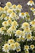 ECHINACEA PAPALLO SEMI DOUBLE WHITE