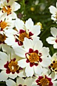 COREOPSIS SNOWBERRY