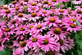 ECHINACEA POW WOW WILD BERRY