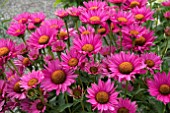 ECHINACEA ROBIN HOOD