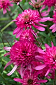 ECHINACEA SOUTHERN BELLE