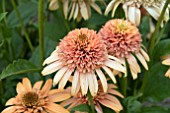 ECHINACEA SUPREME CANTALOPUE