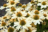 ECHINACEA YELLOW PEARL