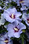 HIBISCUS BLUEBIRD (OISEAU BLEU)