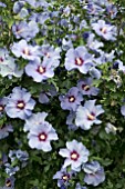 HIBISCUS BLUEBIRD (OISEAU BLEU)