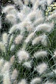 PENNISETUM VILLOSUM NEMIRA