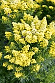 SOLIDAGO LITTLE LEMON