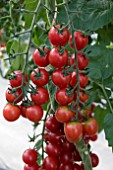 TOMATO BARTELLY F1