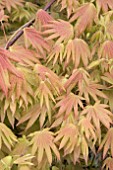 ACER SHIRASAWANUM (MOONRISE)