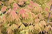 ACER SHIRASAWANUM (MOONRISE)