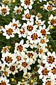 COREOPSIS SNOWBERRY