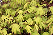 ACER PALMATUM TSUMA GAKI