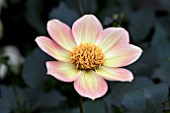 DAHLIA CAROL KLEIN