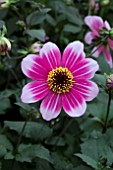 DAHLIA DANNEVIRKE