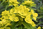 EUPHORBIA GOLDENER TURM