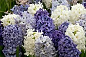 MIXED HYACINTHS