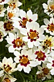 COREOPSIS SNOWBERRY