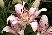 LILIUM SWEET ZANICA