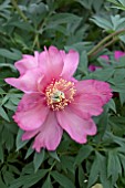 PAEONIA ITOH JULIA ROSE