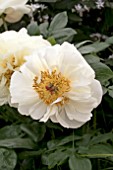 PAEONIA LEMON CHIFFON