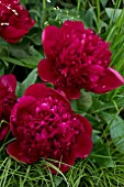 PAEONIA RED CHARM