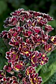 PRIMULA SPARKLING RUBY