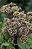 PRIMULA GILDED GARNET