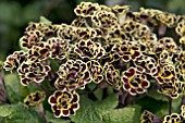 PRIMULA GILDED GARNET