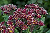 PRIMULA SPARKLING RUBY