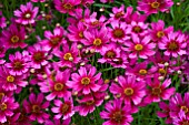 COREOPSIS STRAWBERRY PUNCH