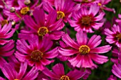 COREOPSIS STRAWBERRY PUNCH