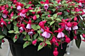FUCHSIA LYDIA