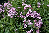 GYPSOPHILA REPENS ROSELLA