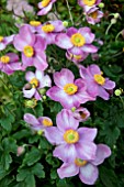 ANEMONE JAPONICA FANTASY JASMINE