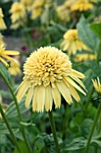 ECHINACEA ECCENTRIC YELLOW