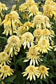 ECHINACEA ECCENTRIC YELLOW