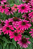 ECHINACEA MAGENTA PEARL