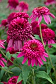 ECHINACEA SECRET AFFAIR