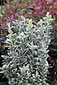 EUONYMUS JAPONICUS WHITE SPIRE