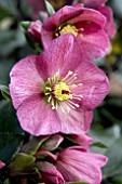 HELLEBORUS ICE N ROSES RED