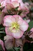 HELLEBORUS FROST KISS CHERYLS SHINE