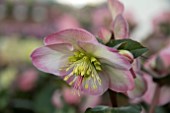 HELLEBORUS FROST KISS CHERYLS SHINE